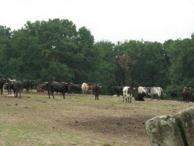 Ganaderia Deyris, les vaches vous sourient