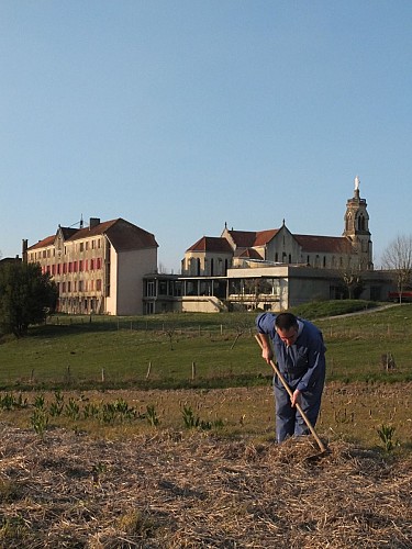 Abbaye de Maylis - Champs de tisanes