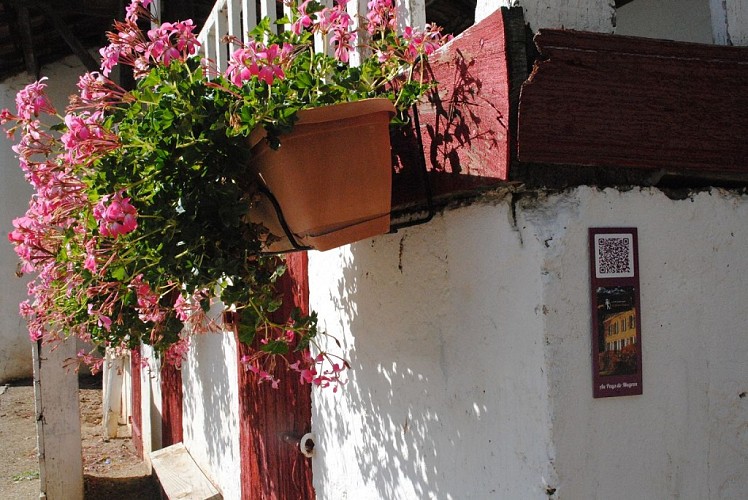 Arènes de Baigts - Géranium