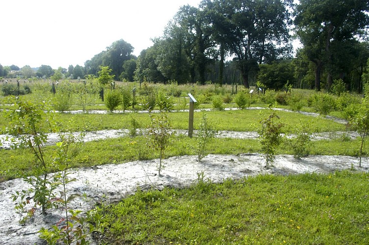 Arborétum du domaine de Moré