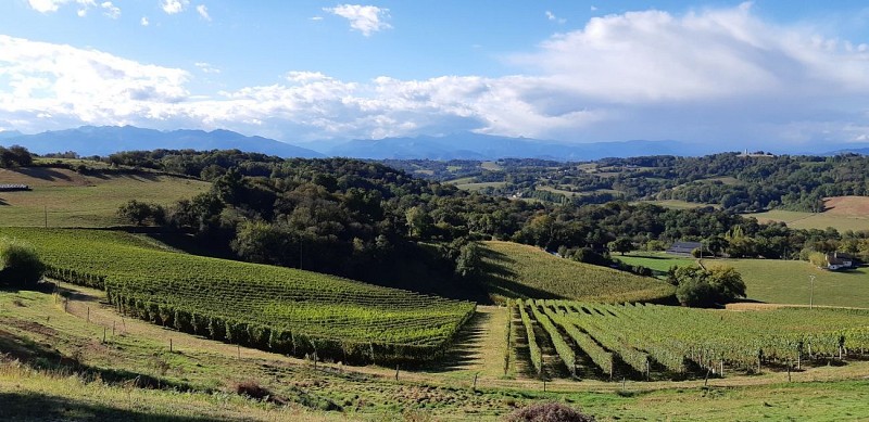 Jurancon-vineyards-and-Pyrenees-mountains-near-Gites-de-Bernet--Monein--SW-France