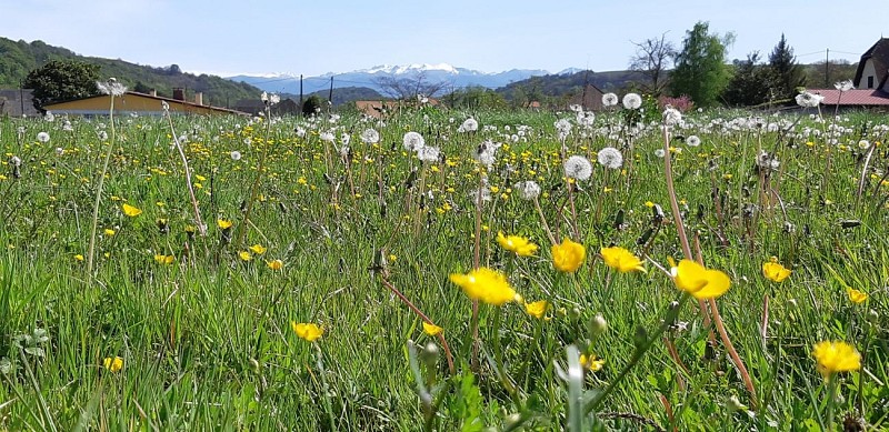 Meadow-and-mountian-at-Gites-de-Bernet-Monein