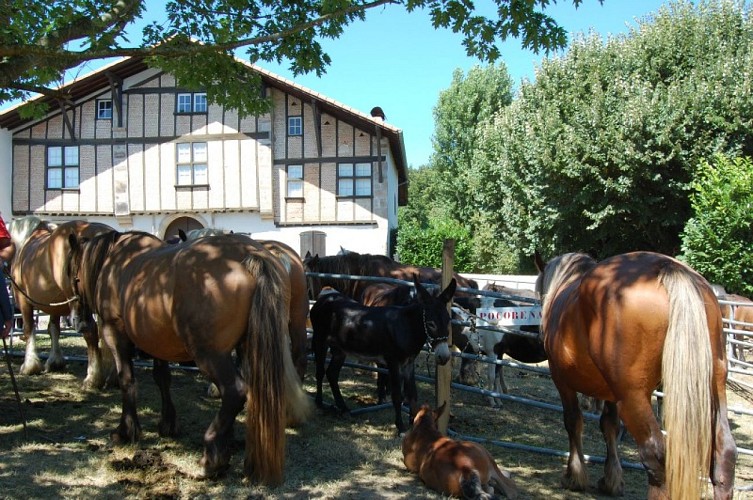 Garris - foire aux chevaux