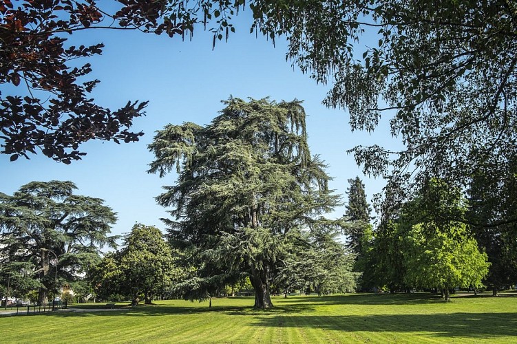 Parc Lawrance - Pau - Cèdre