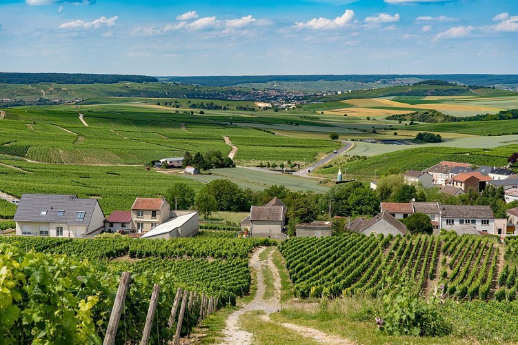 Jardin de vignes : Le paysage viticole au Belvédère de Cramant