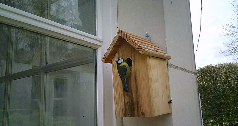 Mésange bleue au saut du nid