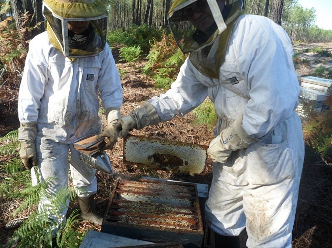 rucher de claron - Api Box.jpg_1