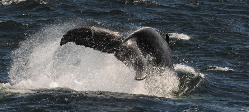 Croisière d'observation des baleines et découverte du Fjord - A Tadoussac & Baie Sainte Catherine