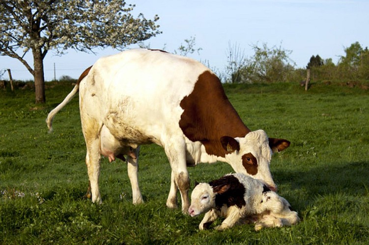 LA FERME DES GUIDONS_9