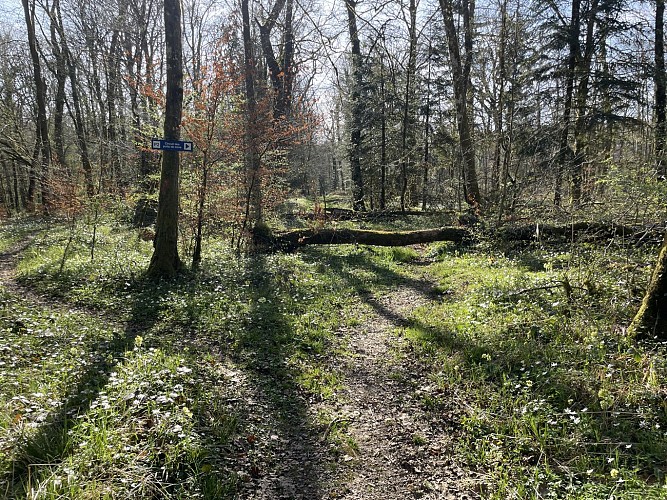 Tournez à droite dans le bois