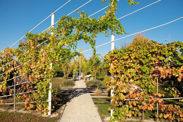 Jardin de vignes : La conduite de la vigne et les cépages à Chouilly