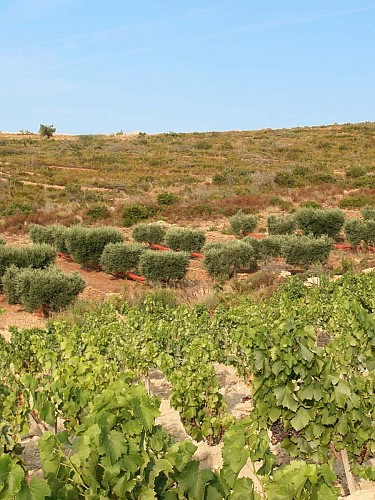 Domaine de la Suffrène