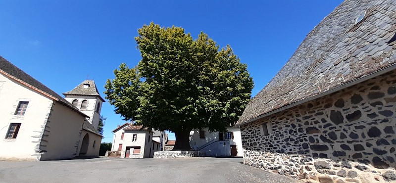 Le tilleul de Sully - Arbre remarquable d'Auvergne