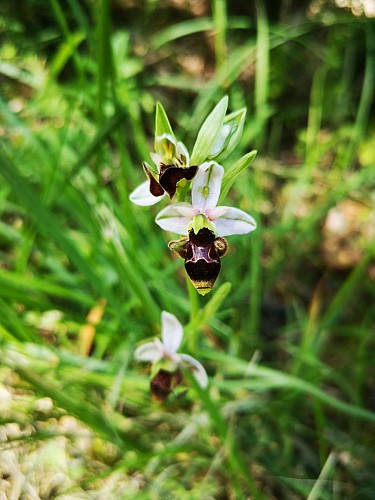 La Garenne Hill - Wild orchids