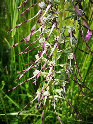 La Garenne Hill - Wild orchids