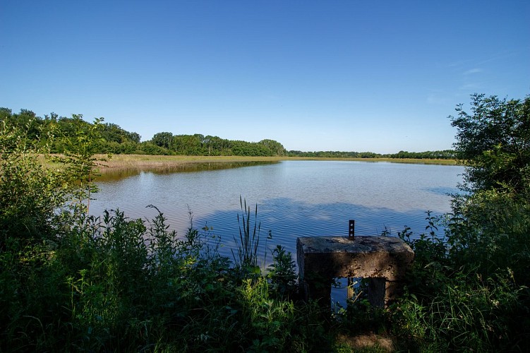 Die Teiche der Dombes