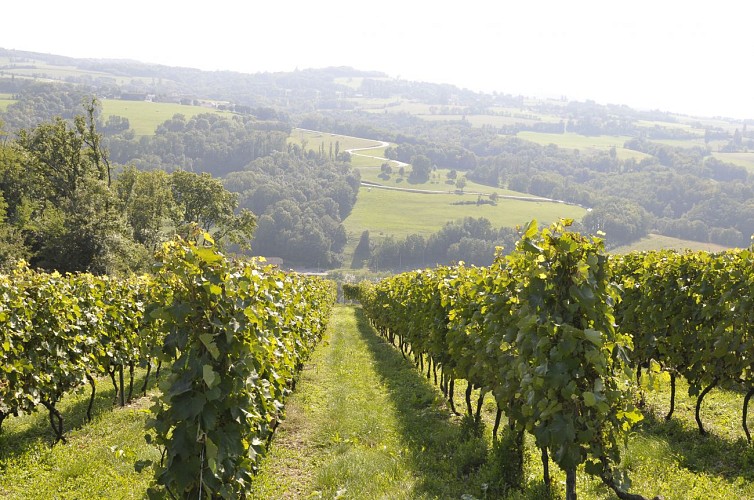Les Vignes de Fechy (vineyard)