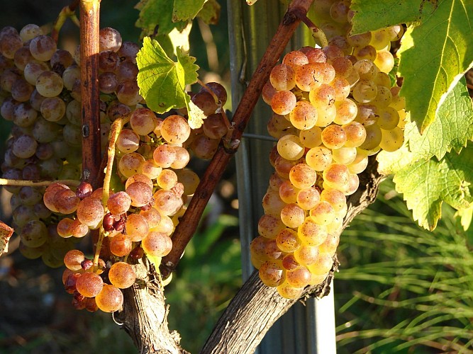 Les Vignes de Fechy (vineyard)