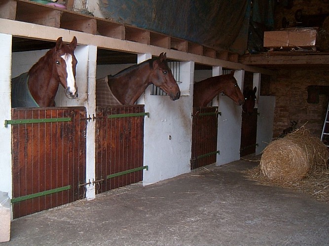 haras royer2