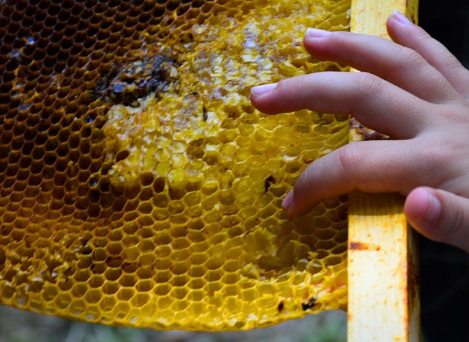miellerie-dandelion-chloé-pellerin-dournazac