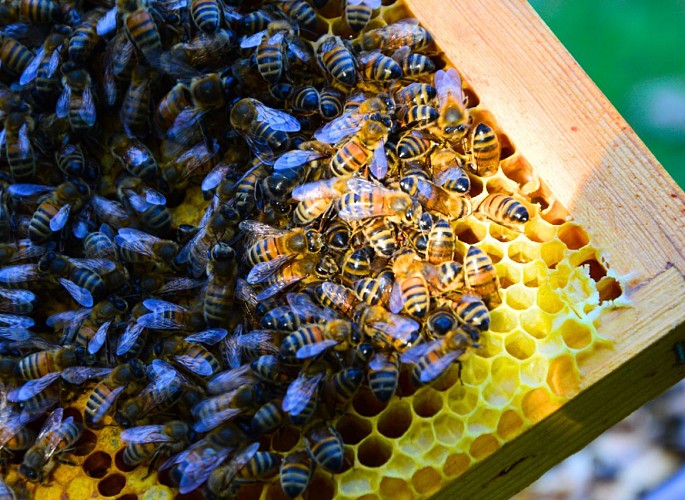 miellerie-dandelion-chloé-pellerin-dournazac