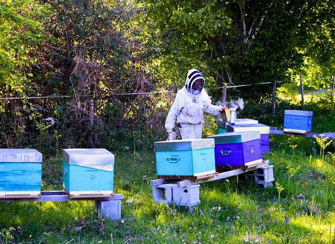 miellerie-dandelion-chloé-pellerin-dournazac