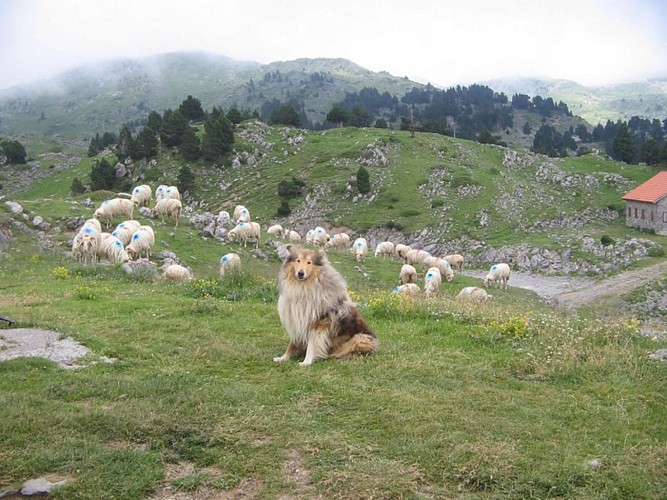 Le chien est indispensable en montagne pour mener à bien le troupeau de brebis