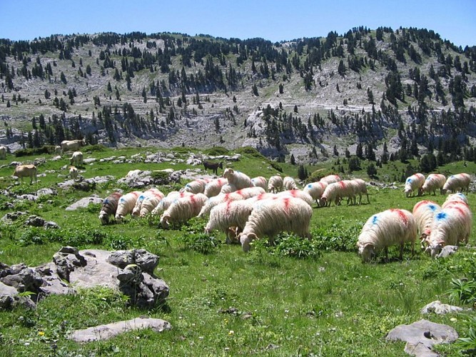 Le troupeau de brebis pacage une herbe parfumée à La Pierre Saint-Martin