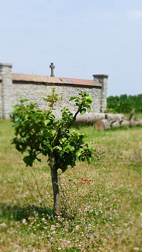 Century-old tree