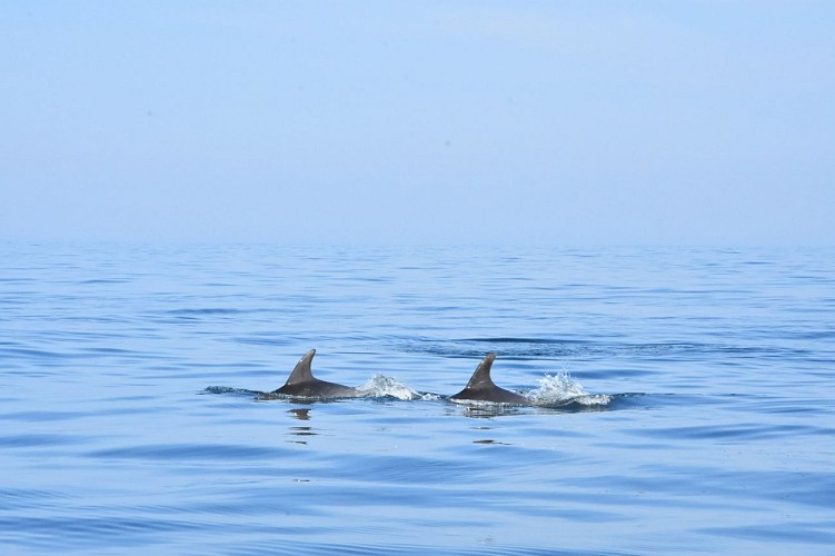 Saint-Ann sorties en mer et observation des dauphins