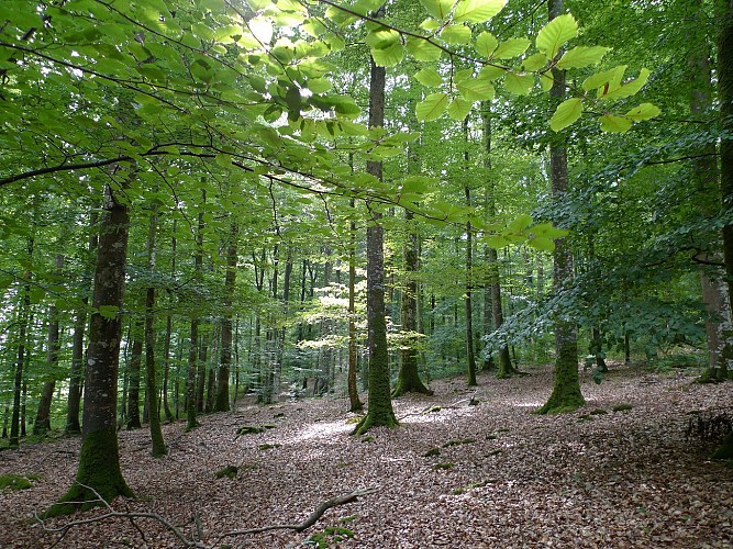 Gouffern's Forest