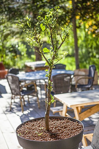 17 Terrasse ouverte au travers d_un citronnier