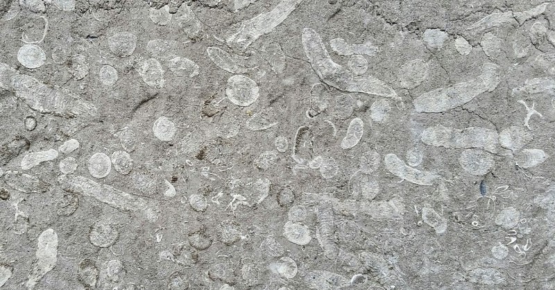 Colonie du corail Siphonodendron martini