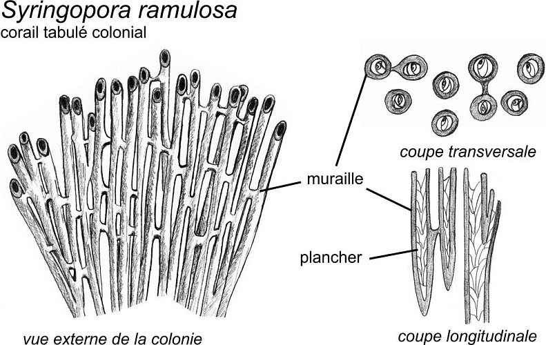 colonie du corail Syrigopora ramulosa