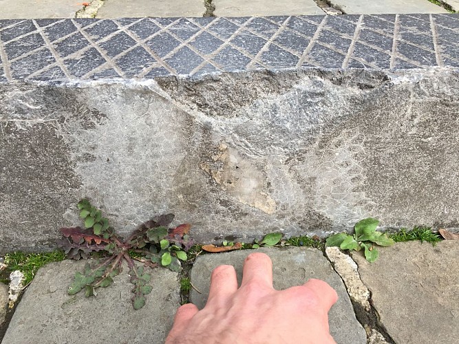 colonie du corail Michelinia favosa