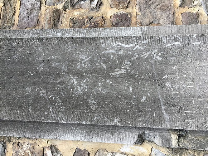 Siphonodendron martini et autres coraux