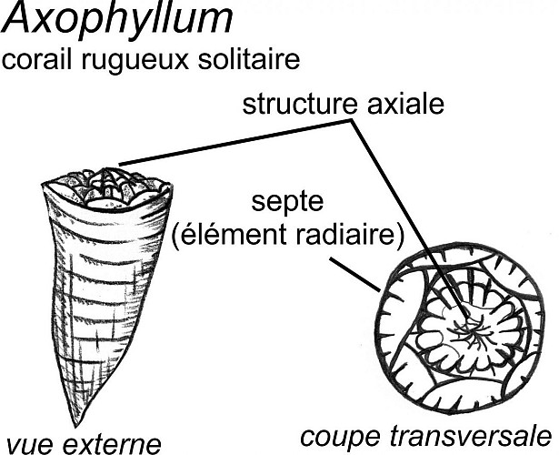 Siphonodendron martini et autres coraux