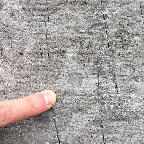 coquilles de brachiopodes