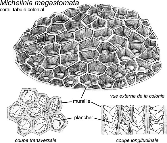 colonie du corail Michelinia megastomata