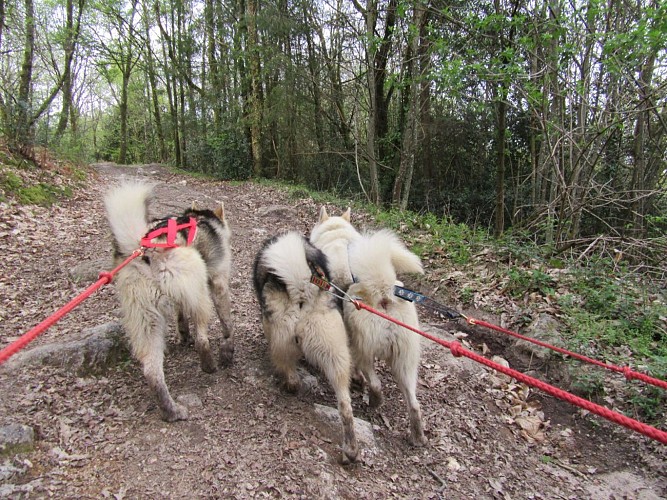 Skodenar - chiens de traîneau