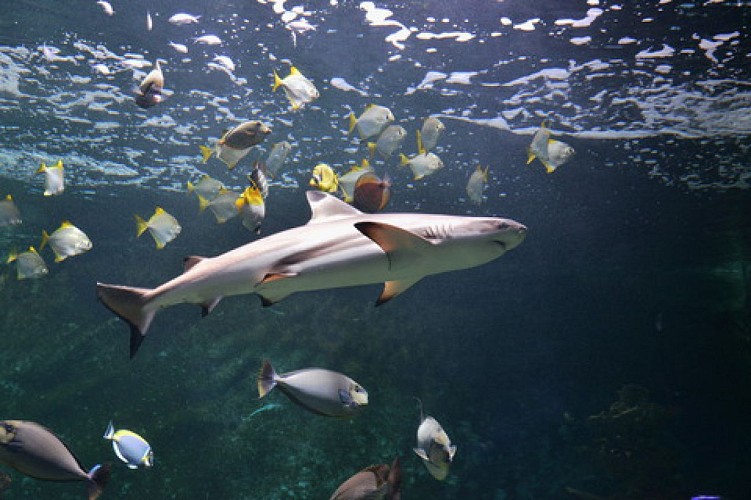 L'Aquarium-Muséum de Liège : plongée magique dans le monde aquatique