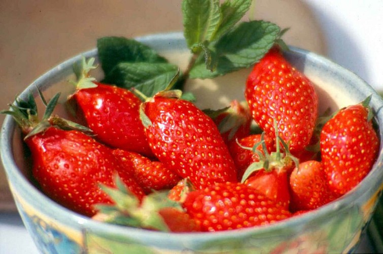 fraises gariguettes