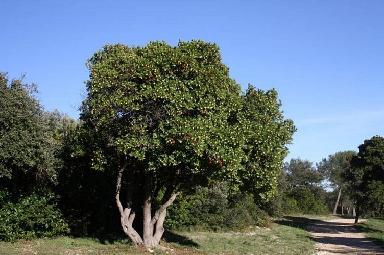 Le Bois des Espeisses