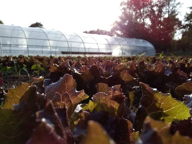 Coucher de salades !