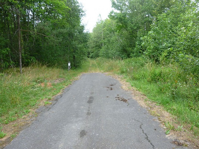 Chemin forestier à droite
