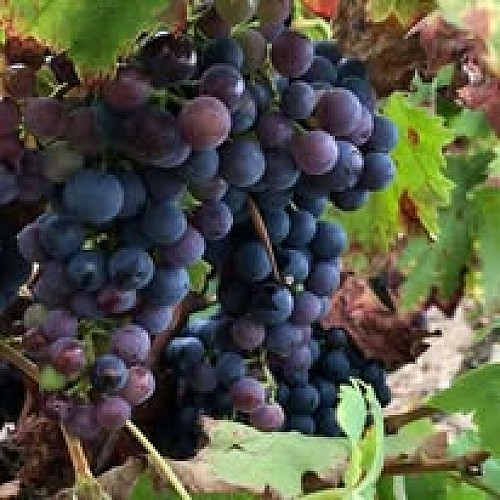 Domaine trahan vins viticulteur degustation cersay val en vignes Thouarsais