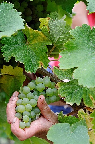 Domaine de la gretonnelle Bouillé loretz Thouarsais compresse2.jpg_2