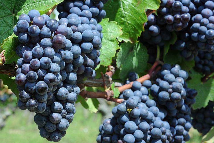Domaine de la Gachère viticulteur Cersay Thouarsais compresse3.jpg_3