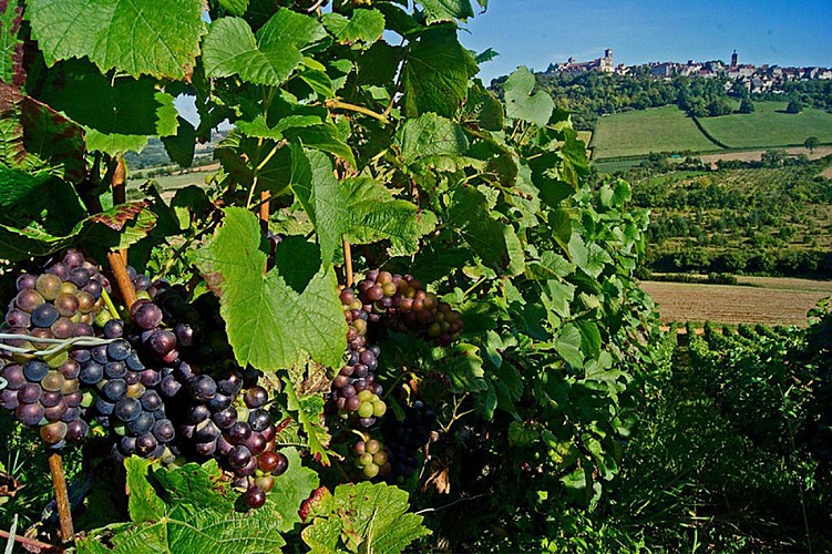 domaine des trois pierres cersay vignes saveurs terroir Thouarsais Deux Sevres 79 Nouvelle Aquitaine compress 2.jpg_2