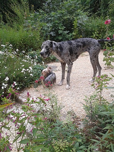 Les chiens de Maryse